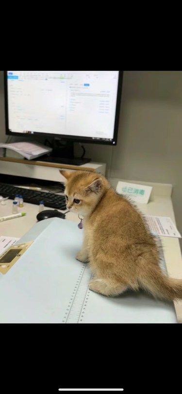勇敢小猫治疗中