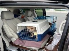 成都彭州宠物狗托运至全国各地