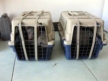 成都宠物托运 价格透明 收费合理 专业正规宠物托运公司