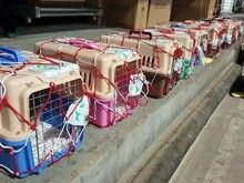 都江堰信鸽托运 宠物托运 24小时宠物托运平台