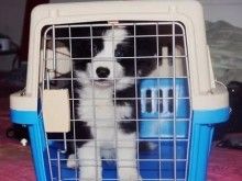 成都信鸽托运 专业正规宠物托运公司