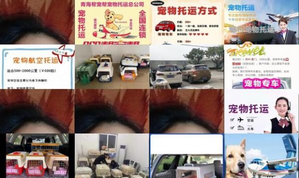 帮帮宠物托运公司