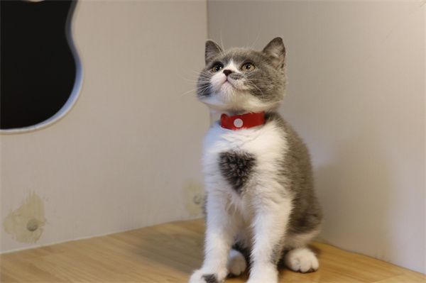 广州番禺区在哪里有卖蓝猫的宠物市场！一只多少钱？