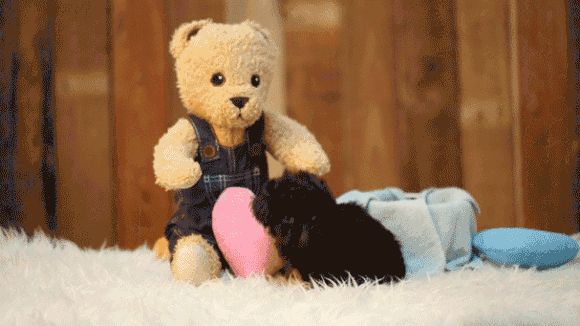 小型犬有哪些品种