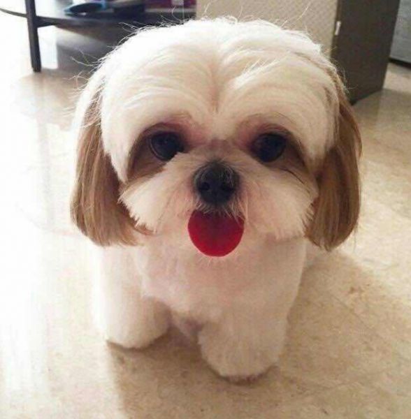 小型犬有哪些品种