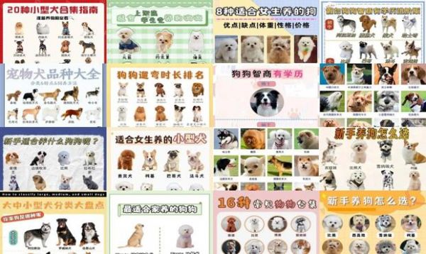 狗宠物小型排行榜图片