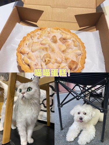 专属于喵喵的蛋糕