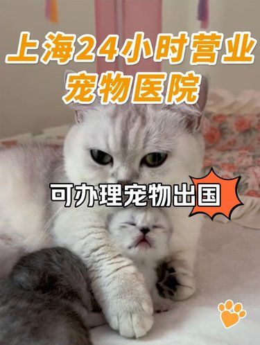 医术超赞 医心更美 带狗出国攻略