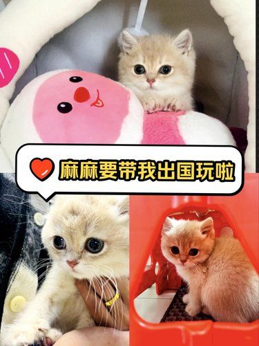 虹口周边看过来，这里办毛孩子出国手续好简单！