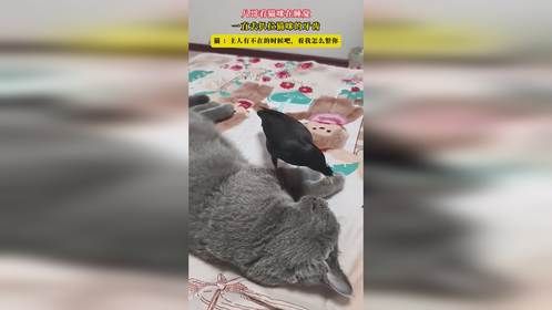 八哥看猫咪在睡觉，一直去扒拉猫咪的牙齿，猫 ：主人有不在的时候吧，看我怎么整你