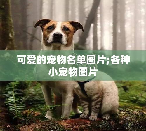 可爱的宠物名单图片;各种小宠物图片