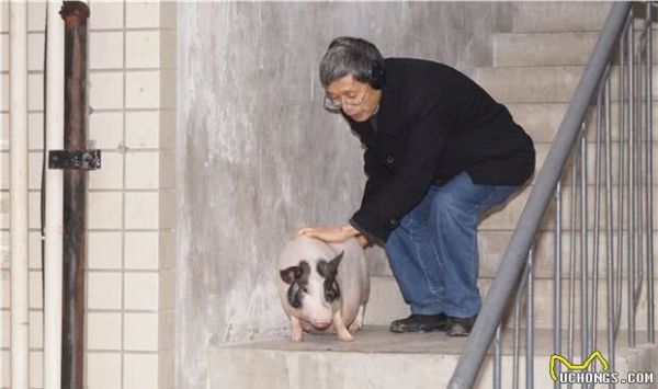 想养猪作为宠物现实吗？