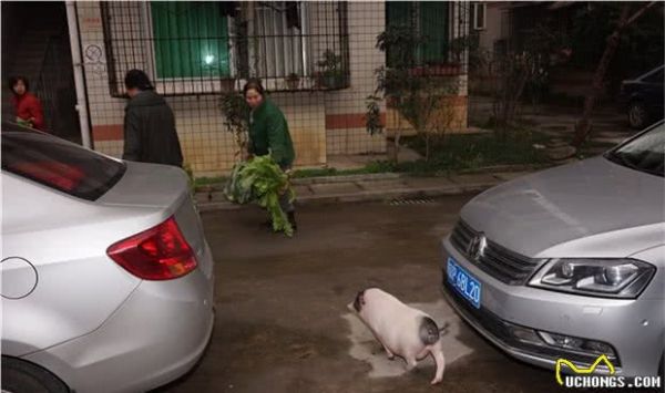 想养猪作为宠物现实吗？