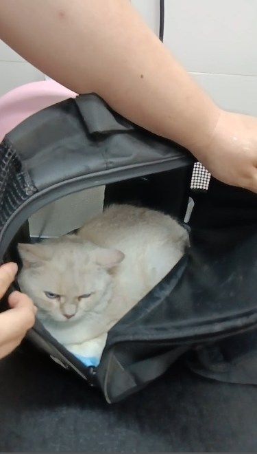 我真的很推荐这个宠物医院！！！