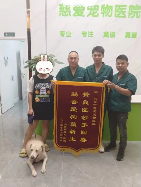 四会慈爱宠物医院：爱的港湾，专业的庇护