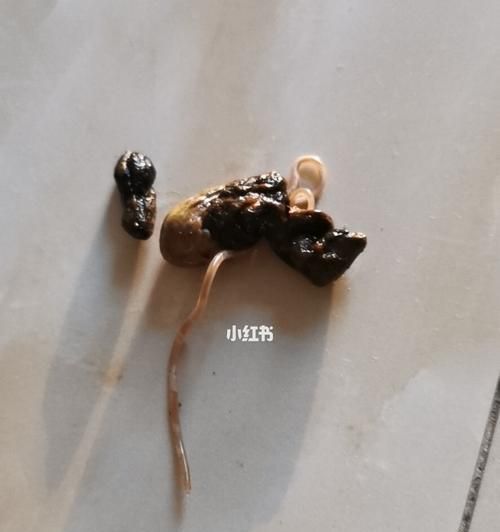 宠物拉肚子怎么办（解决狗狗拉肚子的方法及预防措施）