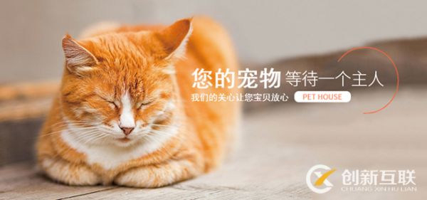 宠物网站模板如何选择？