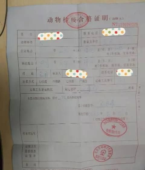 办好这些证件，宠物托运其实没你想的那么难！
