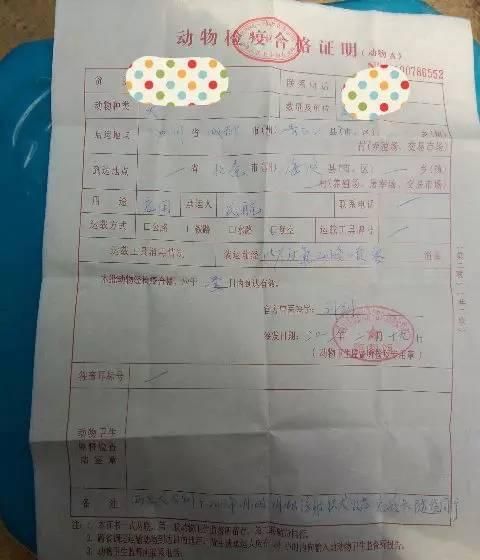 办好这些证件，宠物托运其实没你想的那么难！