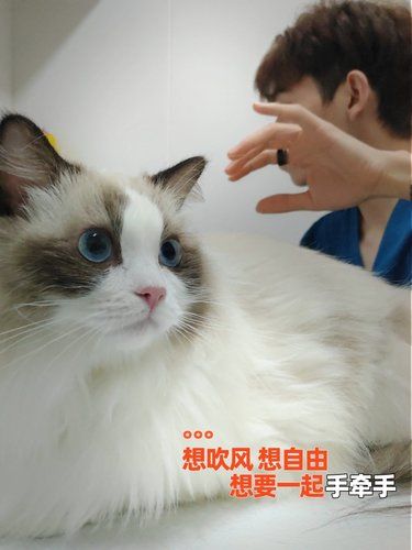 今日头条：“猫界刘亦菲医院体检大公开”！