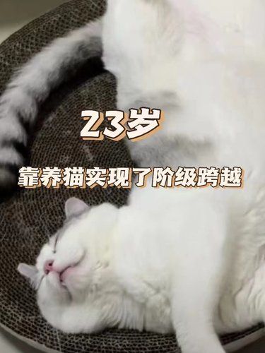 靠养猫真的可以改变阶级