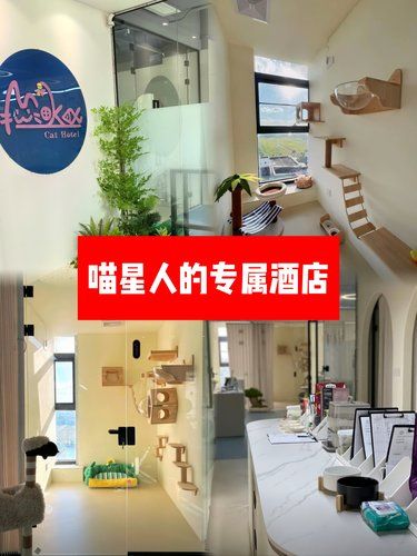 喵星人的专属酒店