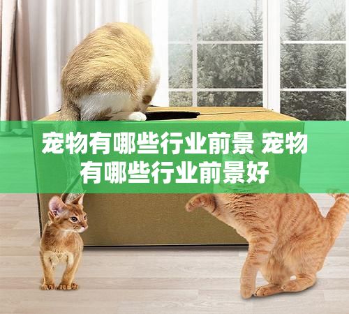 宠物有哪些行业前景 宠物有哪些行业前景好