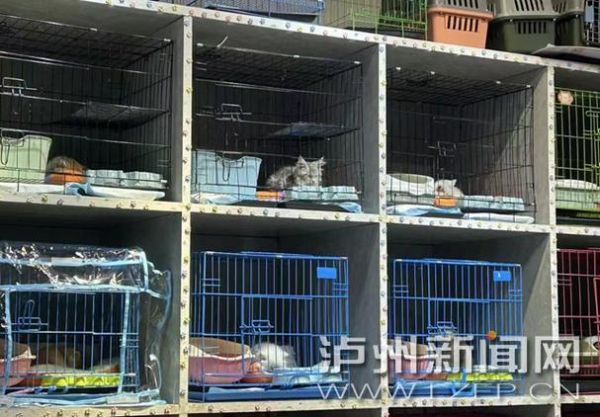 泸州宠物市场在哪里?泸州宠物市场在哪里啊!