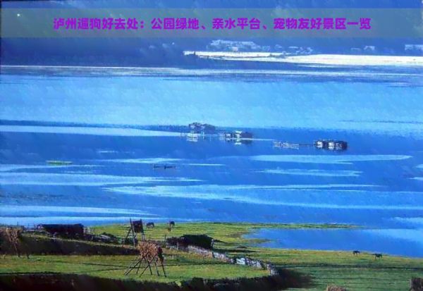 泸州遛狗好去处：公园绿地、亲水平台、宠物友好景区一览