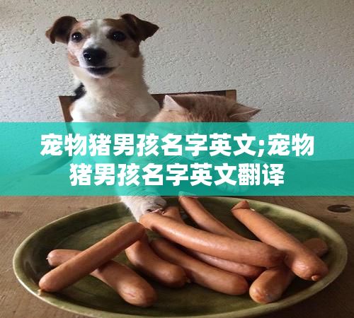 宠物猪男孩名字英文;宠物猪男孩名字英文翻译