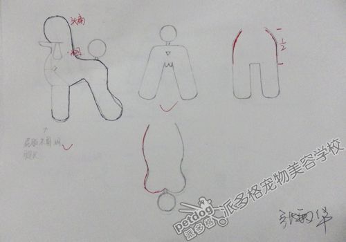 宠物美容师入门画图?宠物美容师入门画图步骤!