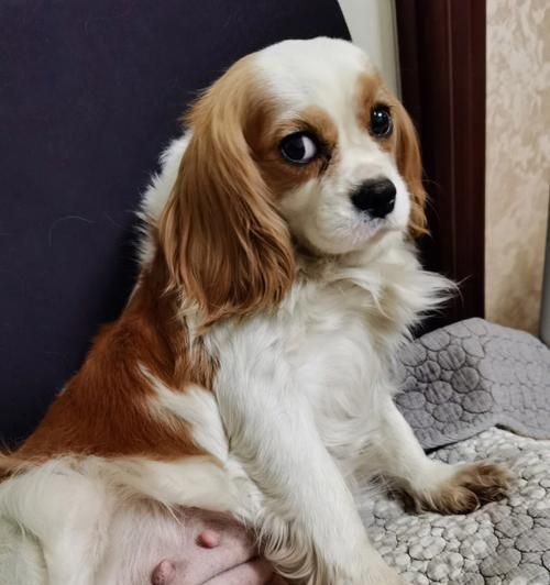 宠物养成（以遛查理王犬为例，带你了解正确的犬类养护方法）