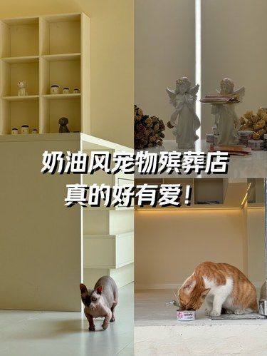 重庆的宠物殡葬店真的很有爱！！！！