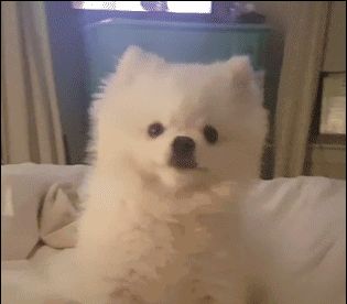宠物GIF图：爸爸，快看，狗狗和我一样有个绳儿拴着