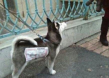 宠物GIF图：爸爸，快看，狗狗和我一样有个绳儿拴着