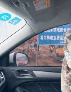 宠物GIF图：爸爸，快看，狗狗和我一样有个绳儿拴着