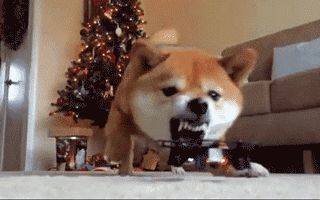 宠物GIF图：爸爸，快看，狗狗和我一样有个绳儿拴着