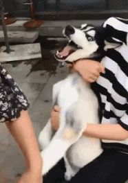 宠物GIF图：爸爸，快看，狗狗和我一样有个绳儿拴着