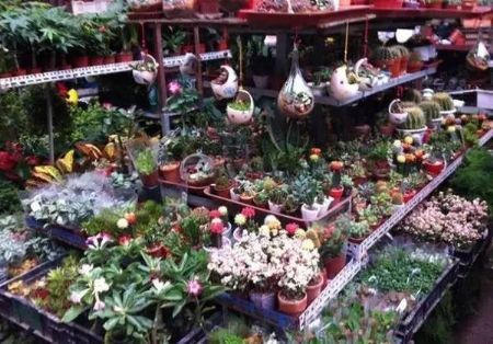 重庆沙坪坝花鸟市场图片
