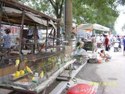 重庆石桥铺花鸟市场图片
