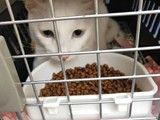 昆明安宁宠物狗托运至全国各地 宠物托运 宠物托运公司电话