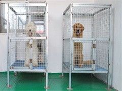 昆明宠物狗上门训犬-训犬电话
