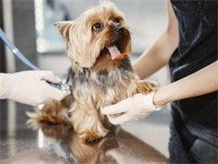 昆明宠物狗狗训练训狗不打骂-收费标准