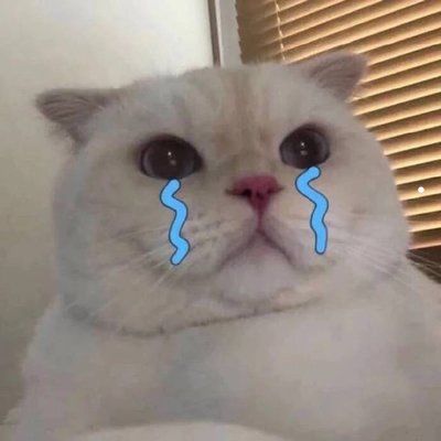 中山宠物猫狗繁殖