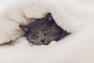 宠物护理与繁育，养猫狗赚钱的职业指南