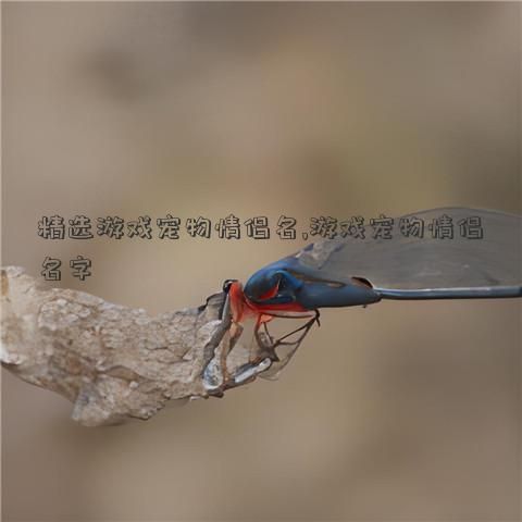 精选游戏宠物情侣名,游戏宠物情侣名字
