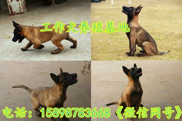 忠县德牧养殖场