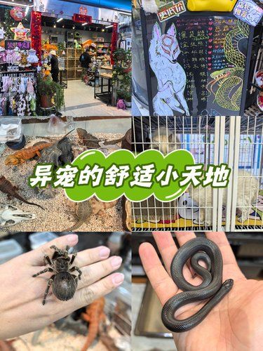 异宠的舒适小天地