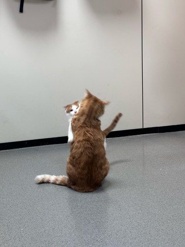 猫猫日常切磋