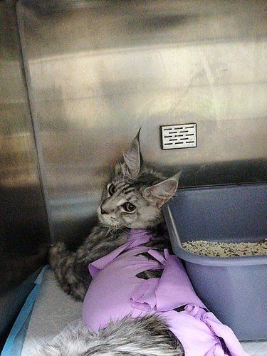 温柔的医护猫日子